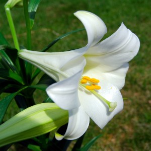 Easter_Lily